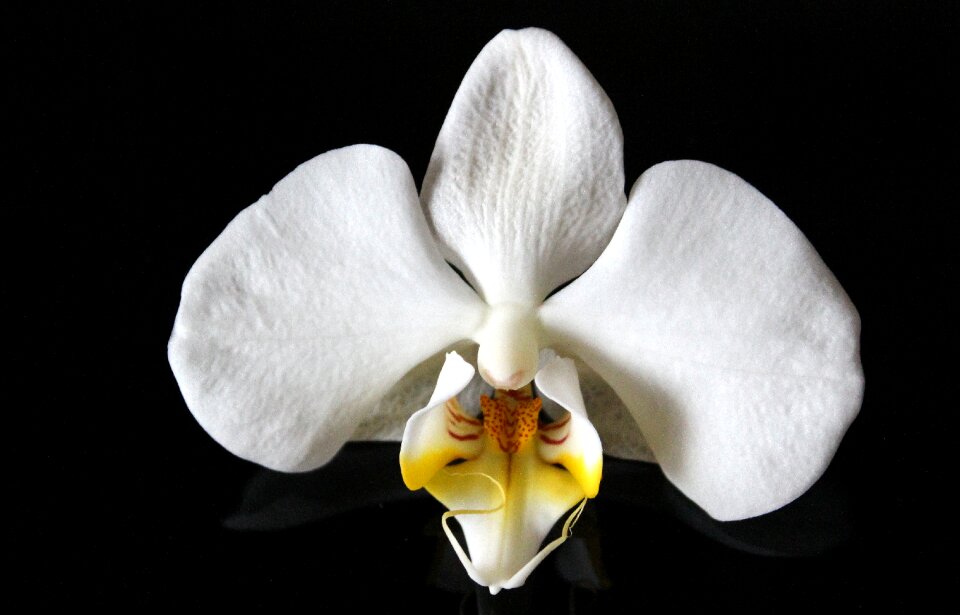 White yellow blossom bloom