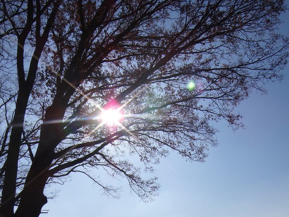 Backlighting sunbeam summer