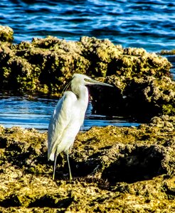 Wildlife species