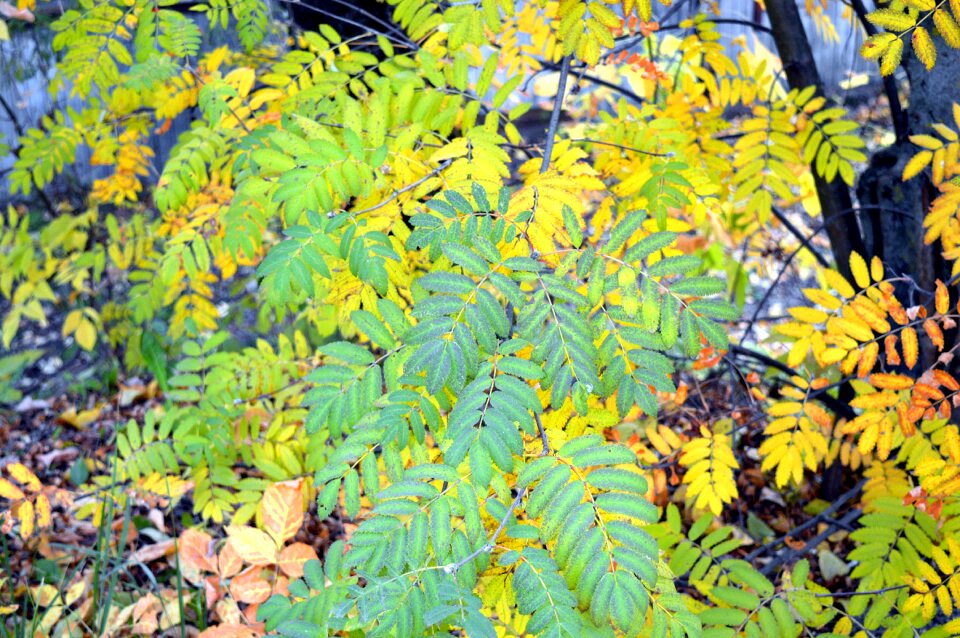 Foliage branch autumn leaf