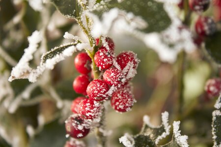 Cold hoarfrost berry red