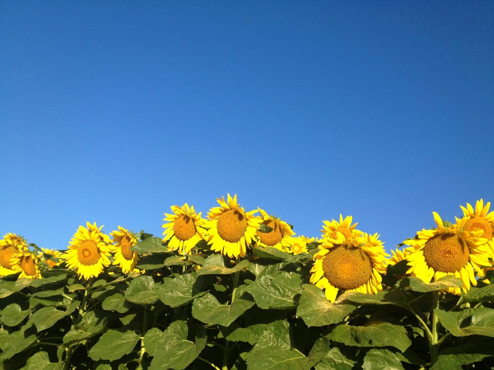 Summer landscape flower garden
