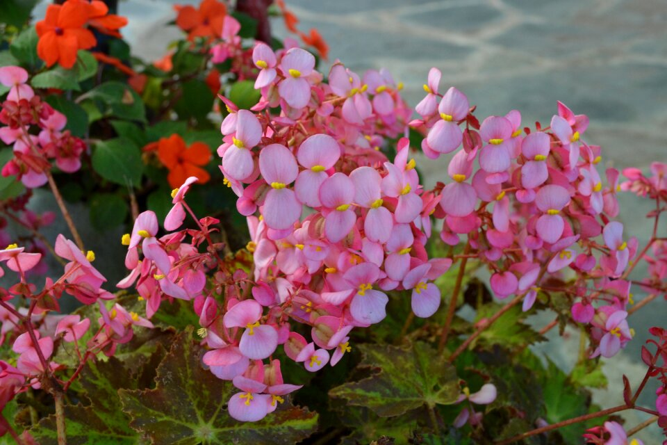 Pots decorative rosa