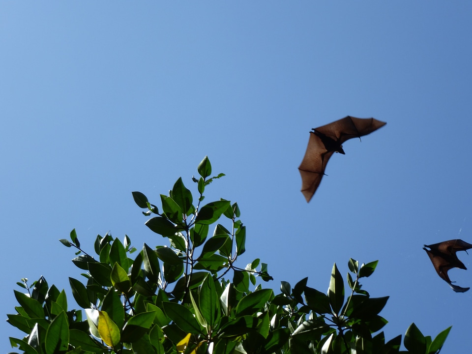 Sri lanka flying bats