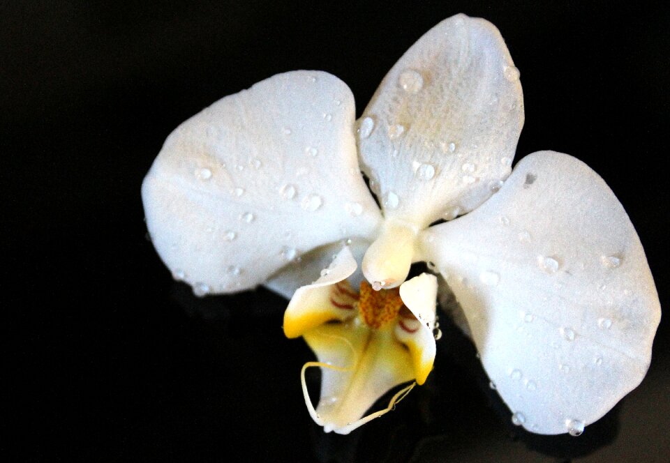 Blossom bloom white yellow