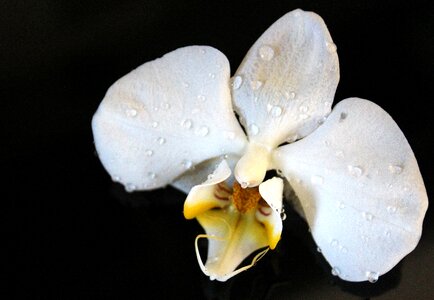 Blossom bloom white yellow