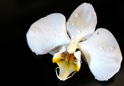 Blossom bloom white yellow photo