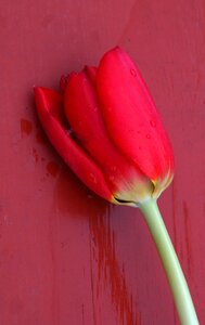 Floral blossom petal