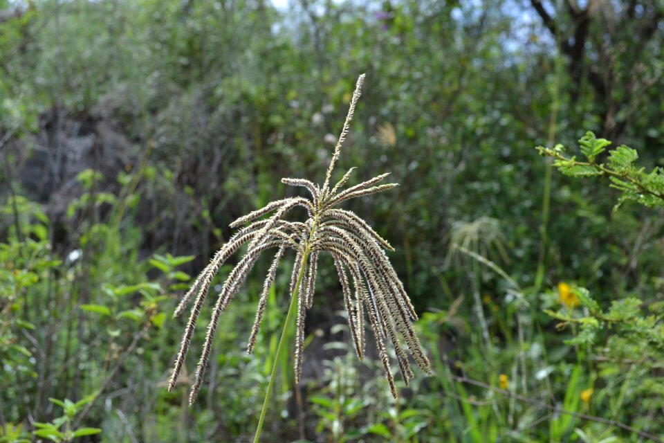 Grass flower seeds