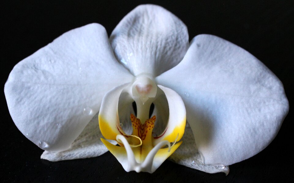 Blossom bloom white yellow