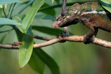 Grille acheta domestica reptile