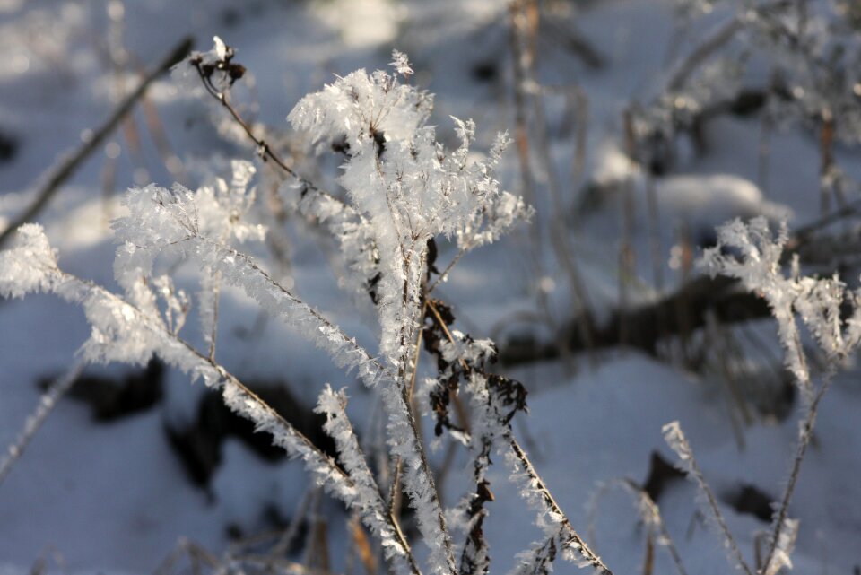 Eiskristalle snow frozen