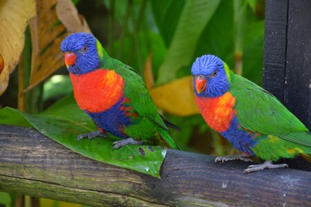 Parrot pen ornithology
