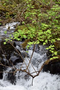 Fresh spring creek