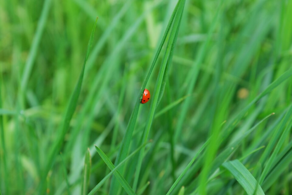 Nature plant ladybug