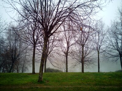 Nature trees winter photo