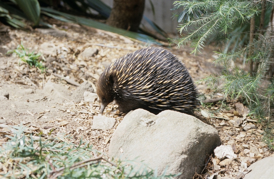Animal hedgehog animals