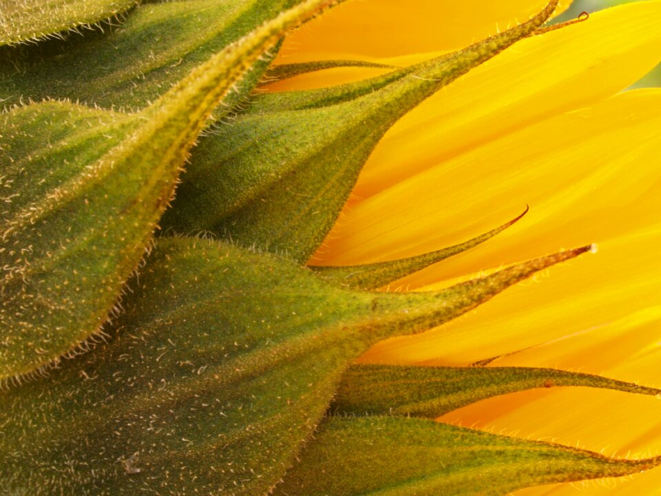 Sun summer