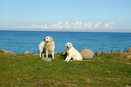 Golden retriever sea dogs photo