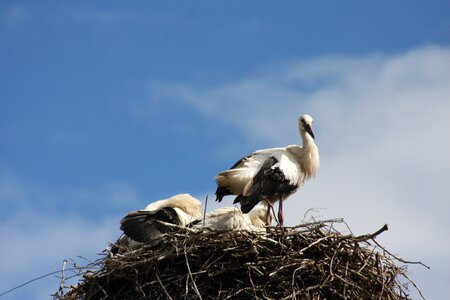 Storchennest animals spring photo