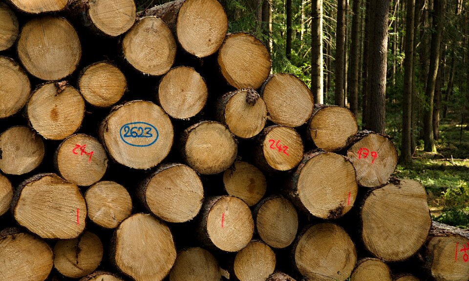 Kulatina trees rings