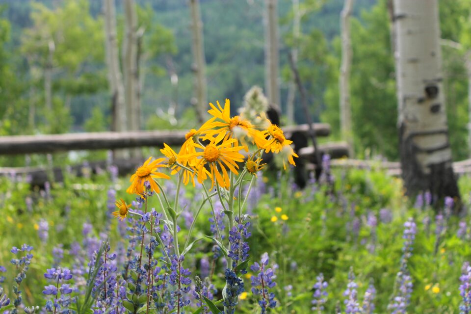Colorado wildflowers meadow