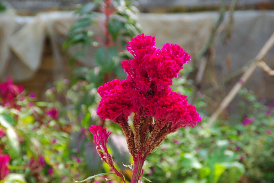 Cockscomb red flower botany
