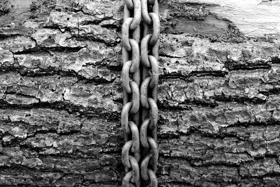 Tree timber nature
