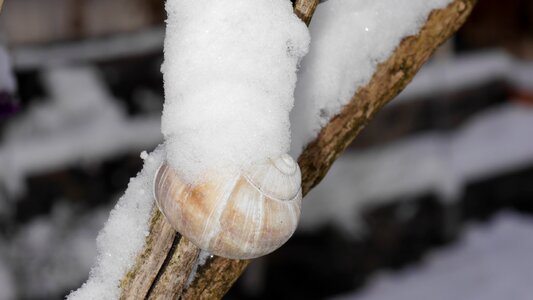 Snail tree nature wintry