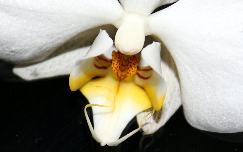 White yellow blossom bloom