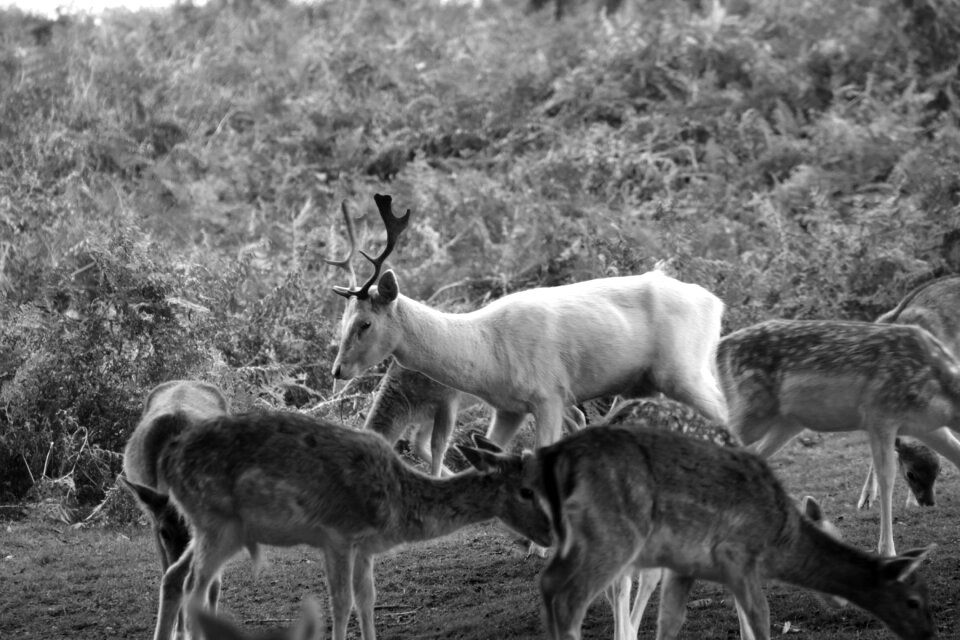 Black white wildlife