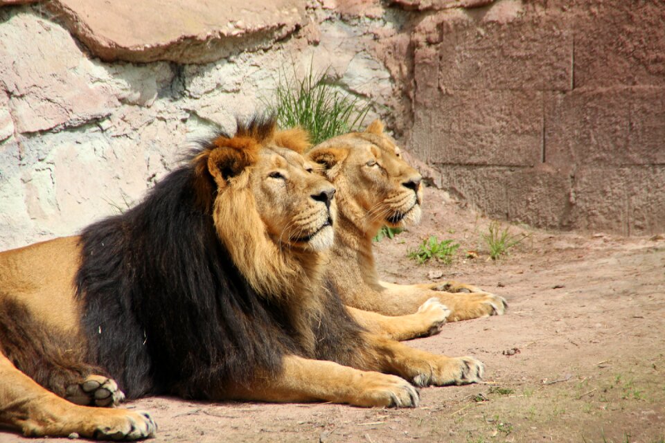 Zoo animal world together