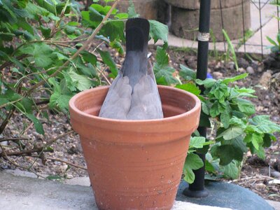 Dove serching for food pot photo