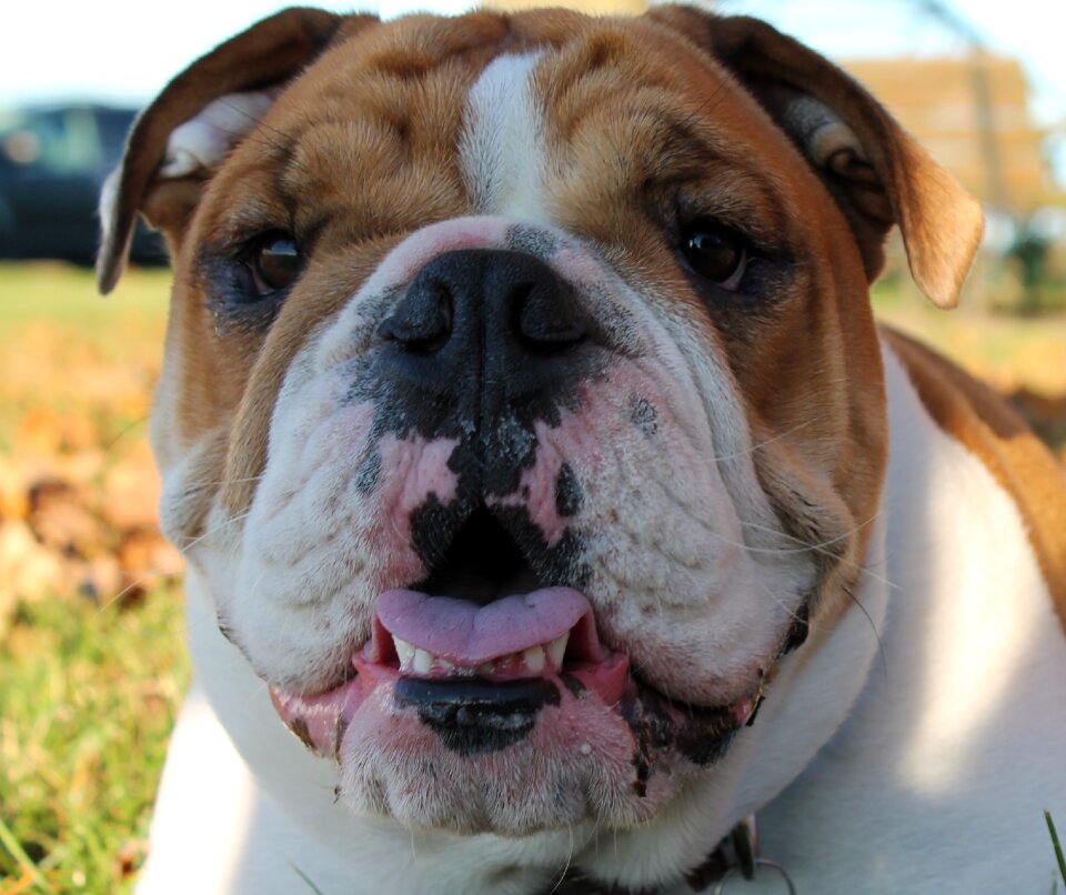 Adorable dog purebred