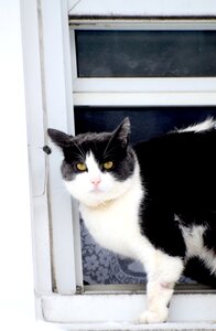 Domestic animal cat and dog
