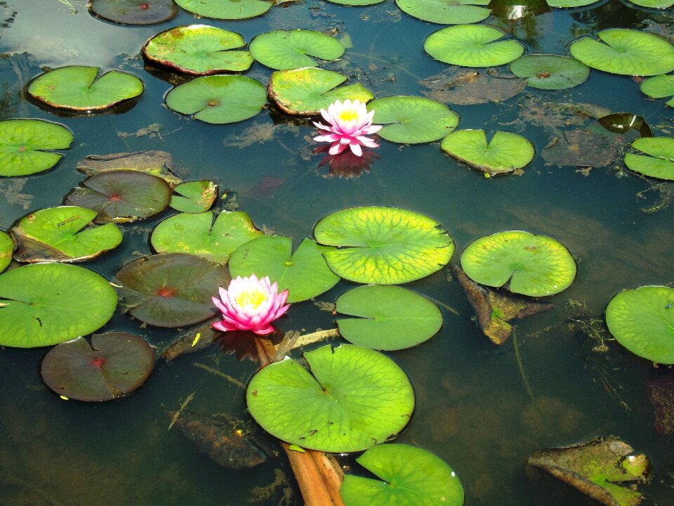 Smooth lake nature