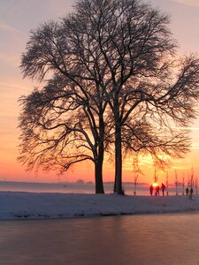 Trees ice sunset photo
