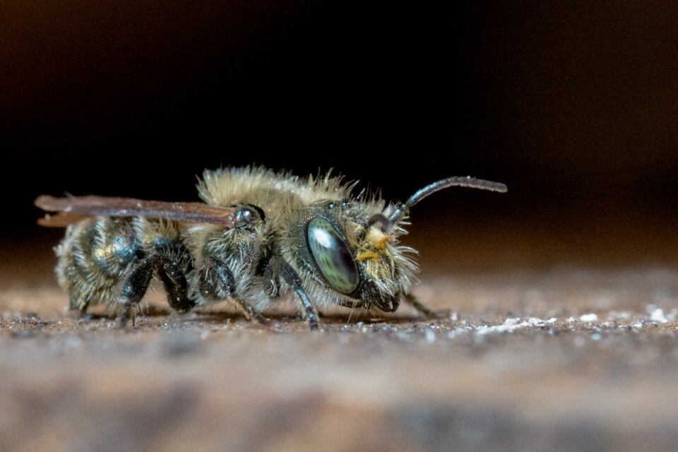 Solitary bee bee hymenoptera