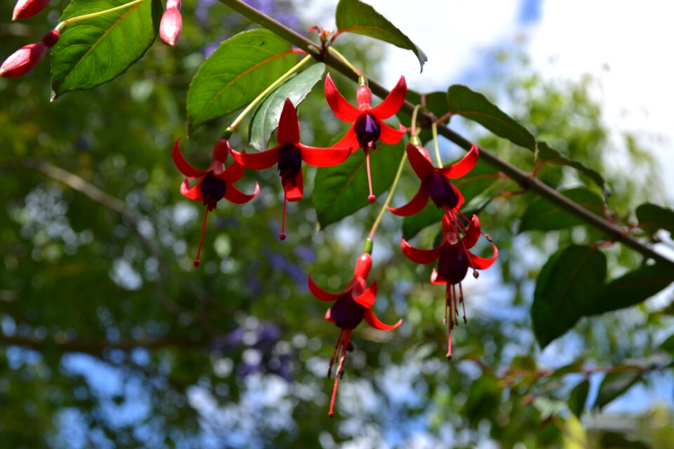 Spring fuchsia flower