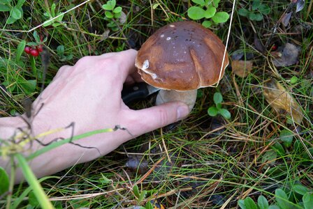 Boletus brown cap photo