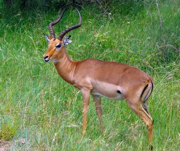 Hluhluwe umfolozi animal park wild photo