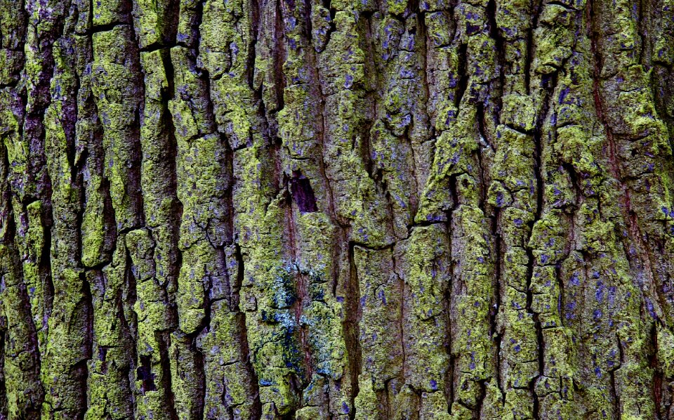 Moss nature structure