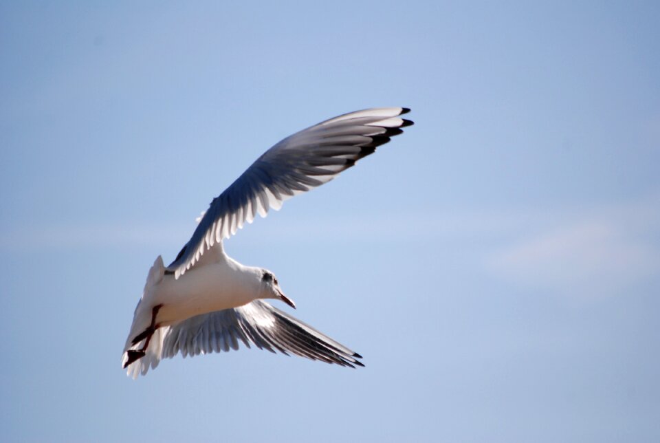 Gull water blue