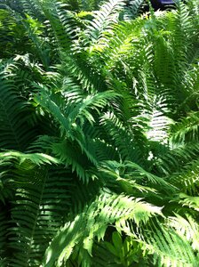 Plant leaves flora