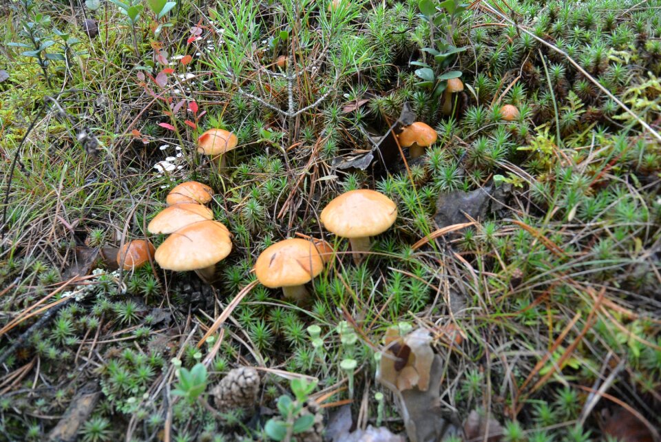 Nature autumn tree fungus