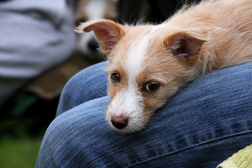 Puppy podengo curiosity