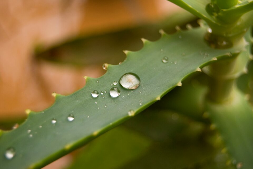 Rain drop nature
