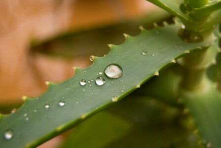 Rain drop nature