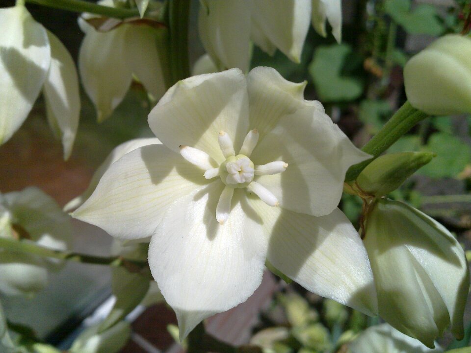 Agave bloom white flowers
