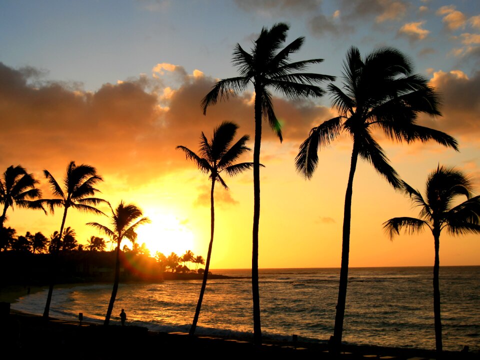Palm tree hawaii beach